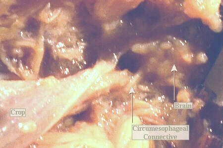 lubber male circumesophageal connective & brain, close-up